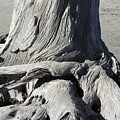 Driftwood Naturals  by Jan Gelders