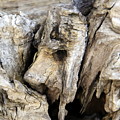 Driftwood Nature's Art Photograph by Valerie Collins Driftwood Nature's Art Photograph by Valerie Collins