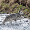 Druid Wolf 21M in Soda Butte Creek Photograph by Mark Miller Druid Wolf 21M in Soda Butte Creek Photograph by Mark Miller