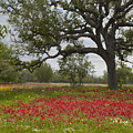 Drummonds Phlox Meadow Near Leming Texas Photograph by Tim Fitzharris Drummonds Phlox Meadow Near Leming Texas Photograph by Tim Fitzharris