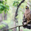 A Crested Serpent Eagle Drying its Wings by Fotosas Photography