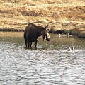 Ducks - Moose Rollinsville CO Photograph by Margarethe Binkley Ducks - Moose Rollinsville CO Photograph by Margarethe Binkley