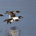 Duckin Out Photograph by Randy Hall