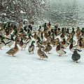 Ducks Pond In Winter Photograph by Cathy Kovarik