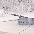 Ducks Winter Play land Print Photograph by Gwen Gibson Ducks Winter Play land Print Photograph by Gwen Gibson
