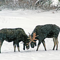 Dueling Moose Photograph by Ted Keller Dueling Moose Photograph by Ted Keller