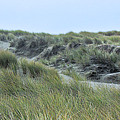 Dunes at Bodega Photograph by Joyce Creswell