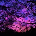 Dusk And Nature Intertwine by Jason Denis