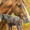 Dutch Warmblood by Barbara Keith Dutch Warmblood by Barbara Keith