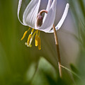 Dwarf Trout Lily Photograph by Rikk Flohr Dwarf Trout Lily Photograph by Rikk Flohr