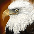 Eagle American Digital Art by Darren Cannell Eagle American Digital Art by Darren Cannell