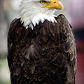 Eagle Photograph by Doug Gibbons Eagle Photograph by Doug Gibbons