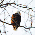 Eagle Glow by Julia McHugh