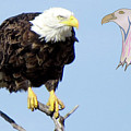 Eagle Reflection by Mary Mikawoz