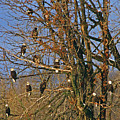 Eagles Eagles Eagles Photograph by Ted Keller Eagles Eagles Eagles Photograph by Ted Keller