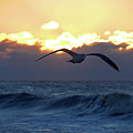 Early Bird Photograph by Newwwman Early Bird Photograph by Newwwman