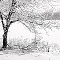 Early Frost Photograph by Doug Gibbons Early Frost Photograph by Doug Gibbons