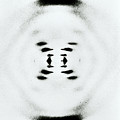 Early Image Of Dna Photograph by Omikron Early Image Of Dna Photograph by Omikron