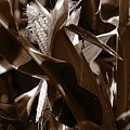 Ears To You Corn - Sepia by Angela Rath Ears To You Corn - Sepia by Angela Rath