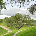 East Ridge Trail - Spring by Karen W Meyer East Ridge Trail - Spring by Karen W Meyer