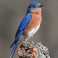 Eastern Bluebird DSB0291 Photograph by Gerry Gantt Eastern Bluebird DSB0291 Photograph by Gerry Gantt