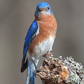 Eastern Bluebird DSB0300 Photograph by Gerry Gantt Eastern Bluebird DSB0300 Photograph by Gerry Gantt