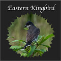 Eastern Kingbird Photograph by Holden The Moment Eastern Kingbird Photograph by Holden The Moment