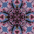 Eastern Red Bud Mandala by Alan Skonieczny Eastern Red Bud Mandala by Alan Skonieczny