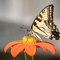 Eastern Tiger Swallowtail 2018-1 Photograph by Thomas Young Eastern Tiger Swallowtail 2018-1 Photograph by Thomas Young
