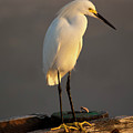 Egret Glow by Mike Dawson Egret Glow by Mike Dawson