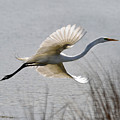 Egret in Flight Photograph by Ann Bridges Egret in Flight Photograph by Ann Bridges