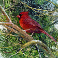 Elegance in Red by Hailey E Herrera Elegance in Red by Hailey E Herrera