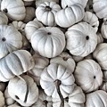 Elegant Pumpkins Photograph by Onedayoneimage Photography Elegant Pumpkins Photograph by Onedayoneimage Photography