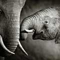 Elephant affection Photograph by Johan Swanepoel Elephant affection Photograph by Johan Swanepoel