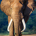 Elephant approaching Photograph by Johan Swanepoel Elephant approaching Photograph by Johan Swanepoel
