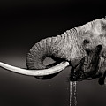 Elephant bull drinking water - duetone Photograph by Johan Swanepoel Elephant bull drinking water - duetone Photograph by Johan Swanepoel
