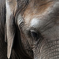 Elephant Eye Photograph by Lorraine Devon Wilke Elephant Eye Photograph by Lorraine Devon Wilke
