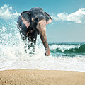 Elephant In Water by Ipolyphoto Art Elephant In Water by Ipolyphoto Art