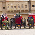 Elephant Ride 2 Photograph by Elena Perelman Elephant Ride 2 Photograph by Elena Perelman