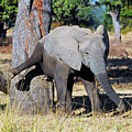 Elephant Scratching Rump Photograph by Ted Keller Elephant Scratching Rump Photograph by Ted Keller