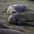 Elephant Seal Mom And Pup by Garry Gay Elephant Seal Mom And Pup by Garry Gay