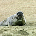 Elephant Seal Pup by Anthony Jones Elephant Seal Pup by Anthony Jones
