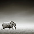Elephant with zebra Photograph by Johan Swanepoel Elephant with zebra Photograph by Johan Swanepoel