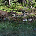 Baby Elk RMNP CO Photograph by Margarethe Binkley Baby Elk RMNP CO Photograph by Margarethe Binkley