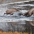 Elk Fight Photograph by Wesley Aston Elk Fight Photograph by Wesley Aston