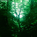 Emerald Glade by Seth Weaver Emerald Glade by Seth Weaver