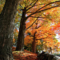 Emery Farm Trees Fall Foliage Photograph by Brett Pelletier Emery Farm Trees Fall Foliage Photograph by Brett Pelletier