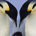 Emperor Penguin Family Photograph by Tui De Roy Emperor Penguin Family Photograph by Tui De Roy