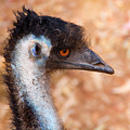 Emu Profile by Mike Dawson Emu Profile by Mike Dawson