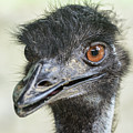 Emu by Werner Padarin